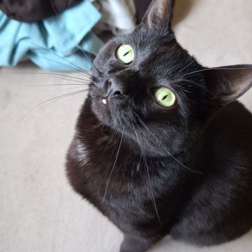 #BE2614593 - Rio, chat perdu à Tertre - AnimalWeb Belgique