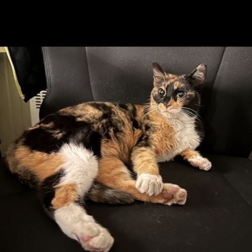 #BE2614499 - Chat trouvé à Luxembourg - AnimalWeb Belgique