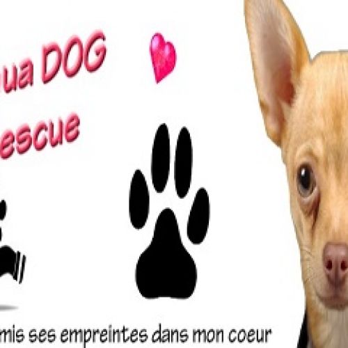 Chihua Dog Rescue Chihua Dog Rescue