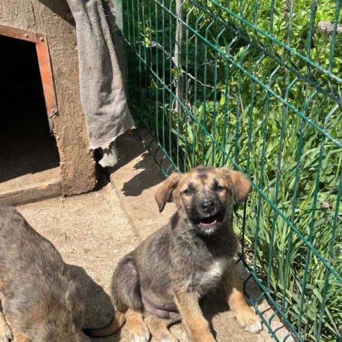 #BE2614601 -  Bourgeon, chien croisé à adopter – AnimalWeb Belgique