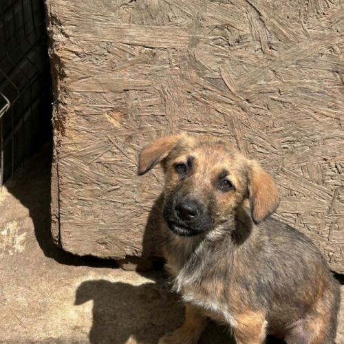 #BE2614602 -  Coccinelle, chien croisé à adopter – AnimalWeb Belgique