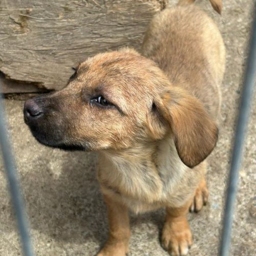 #BE2614603 -  Hirondelle, chien croisé à adopter – AnimalWeb Belgique