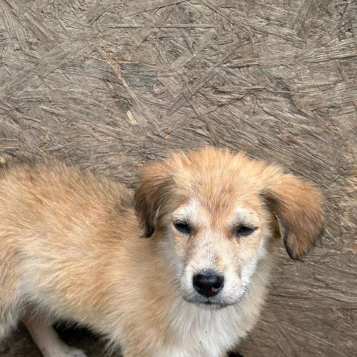#BE2614604 -  Papillon, chien croisé à adopter – AnimalWeb Belgique
