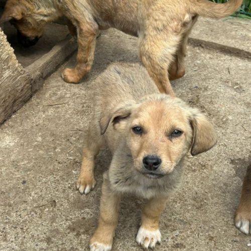#BE2614605 -  Pollen, chien croisé à adopter – AnimalWeb Belgique