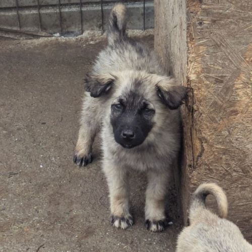 #BE2614606 -  Rosee, chien croisé à adopter – AnimalWeb Belgique