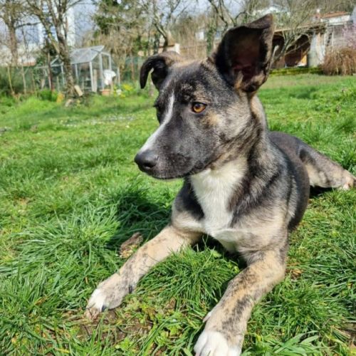 #BE2614607 -  Cyrano, chien croisé à adopter – AnimalWeb Belgique