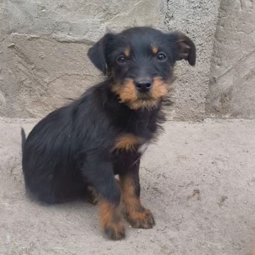 #BE2614608 -  Inima, chien croisé à adopter – AnimalWeb Belgique