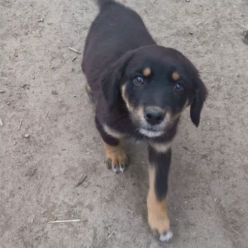 #BE2614609 -  Maii, chien croisé à adopter – AnimalWeb Belgique