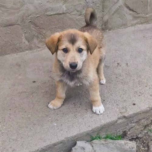 #BE2614610 -  Gaya, chien croisé à adopter – AnimalWeb Belgique