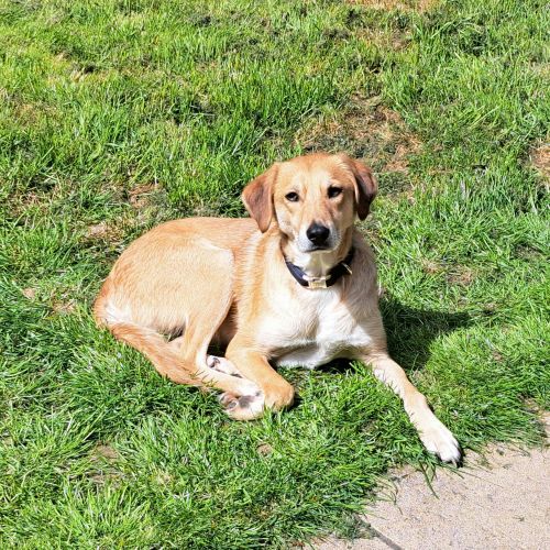 #BE2614611 - Buckley, chien croisé à adopter – AnimalWeb Belgique