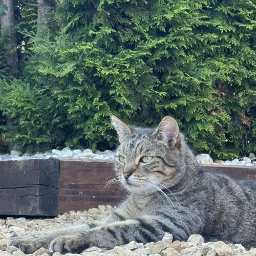 Chat Perdu marche-en-famenne