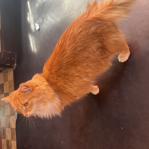 #BE2614613 - Chat trouvé à Uccle - AnimalWeb Belgique