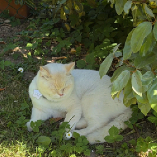 #BE2614614 - Viny, chat perdu à Ottignies - AnimalWeb Belgique