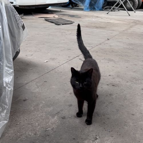 #BE2614615 - Chat trouvé à Sombreffe - AnimalWeb Belgique