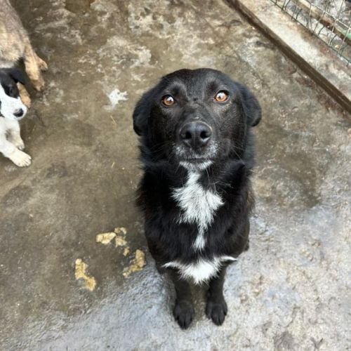 #BE2614616 -  Godiva, chien croisé à adopter – AnimalWeb Belgique