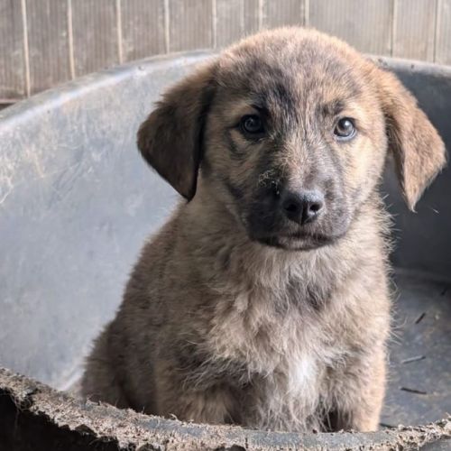 #BE2614617 -  Kitkat, chien croisé à adopter – AnimalWeb Belgique
