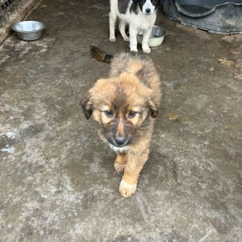 #BE2614618 -  Leonidas, chien croisé à adopter – AnimalWeb Belgique