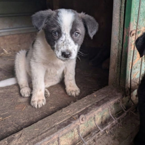 #BE2614619 - Chien à Adopter