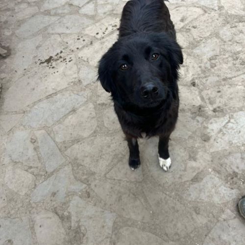 #BE2614620 -  Popcorn, chien croisé à adopter – AnimalWeb Belgique