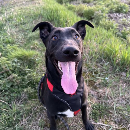 Django en adoption