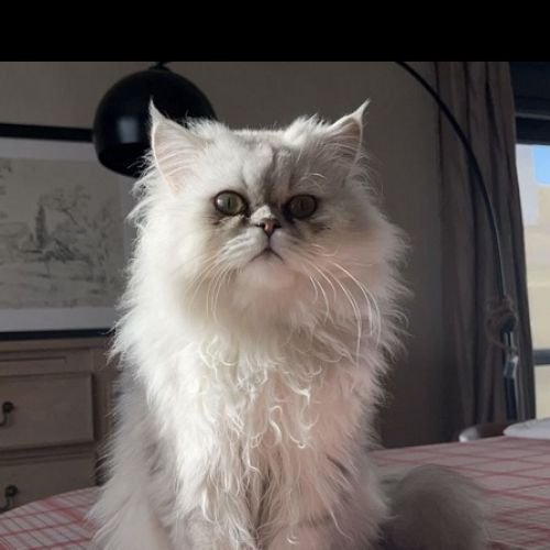 #BE2614622 - Mochi, chat perdu à Grimbergen - AnimalWeb Belgique