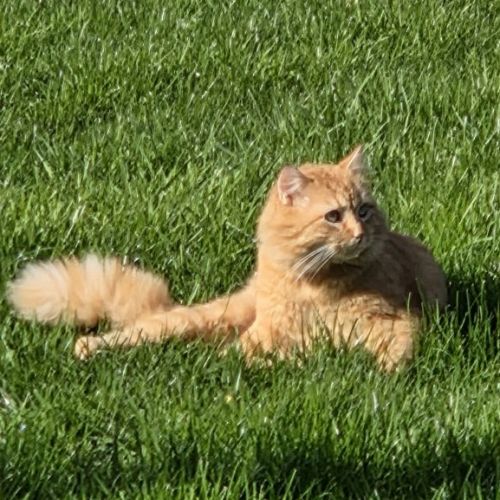 Perdu chat roux long poil