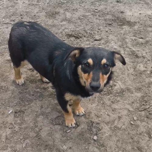 #BE2614624 - Zana, chien croisé à adopter – AnimalWeb Belgique #BE2614624 - Zana, chien croisé à adopter – AnimalWeb Belgique