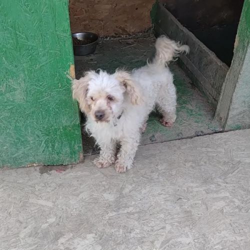 #BE2614625 - Noee, chien croisé à adopter – AnimalWeb Belgique #BE2614625 - Noee, chien croisé à adopter – AnimalWeb Belgique