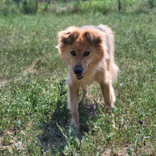 #BE2614626 - Rex, chien croisé à adopter – AnimalWeb Belgique #BE2614626 - Rex, chien croisé à adopter – AnimalWeb Belgique