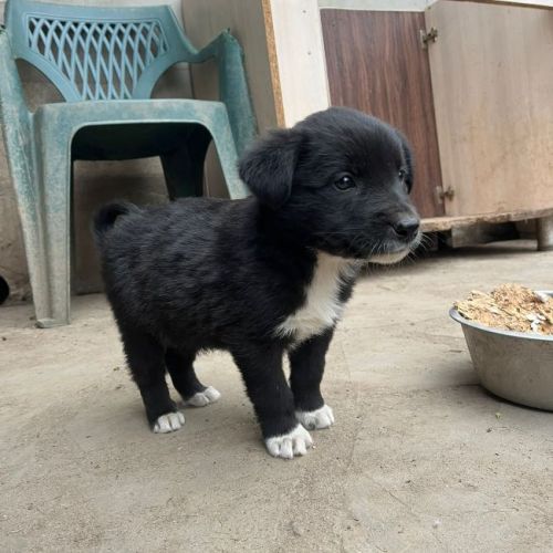 #BE2614627 - Libera, chien croisé à adopter – AnimalWeb Belgique #BE2614627 - Libera, chien croisé à adopter – AnimalWeb Belgique