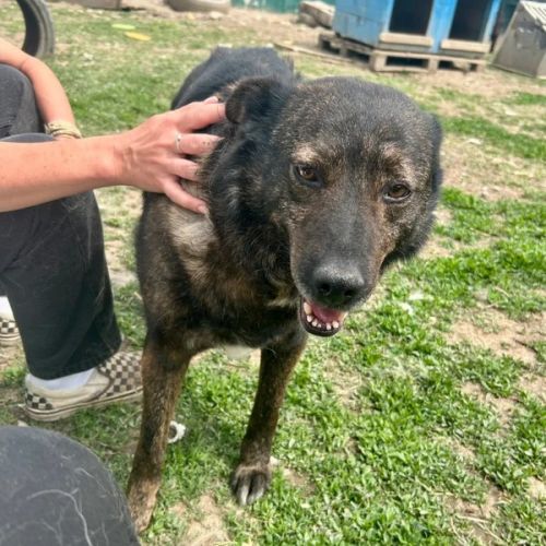 #BE2614629 - Jazz, chien croisé à adopter – AnimalWeb Belgique #BE2614629 - Jazz, chien croisé à adopter – AnimalWeb Belgique