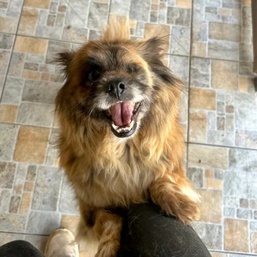 #BE2614630 - Kara, chien croisé à adopter – AnimalWeb Belgique #BE2614630 - Kara, chien croisé à adopter – AnimalWeb Belgique