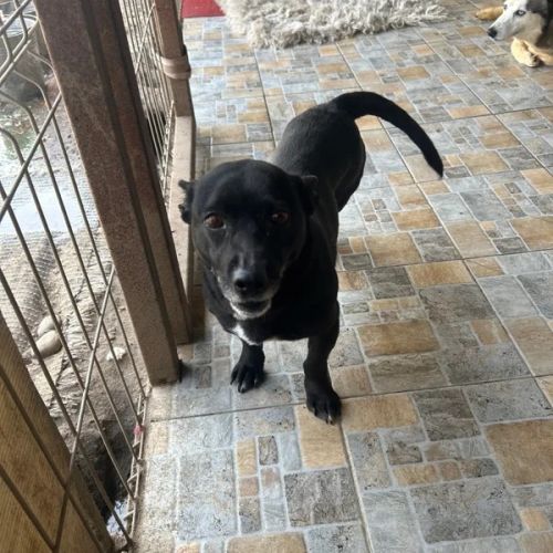 #BE2614631 - Nera, chien croisé à adopter – AnimalWeb Belgique #BE2614631 - Nera, chien croisé à adopter – AnimalWeb Belgique