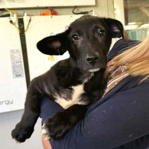 #BE2614632 -  Roye, chien croisé à adopter – AnimalWeb Belgique