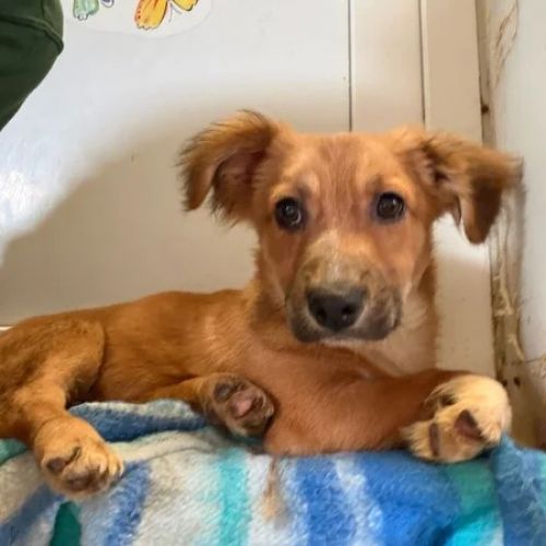 #BE2614633 -  Rany , chien croisé à adopter – AnimalWeb Belgique