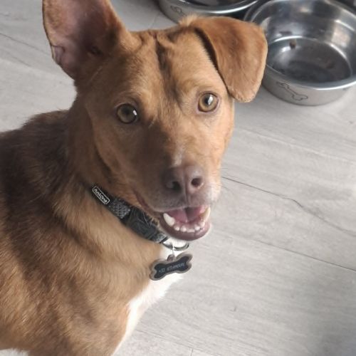 #BE2614634 -  Poncho, chien croisé à adopter – AnimalWeb Belgique