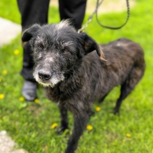 #BE2614635 -  Gipsy, chien croisé à adopter – AnimalWeb Belgique