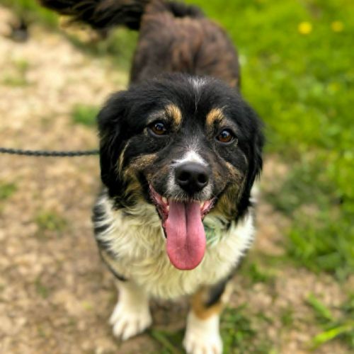 #BE2614636 -  Penny, chien croisé à adopter – AnimalWeb Belgique