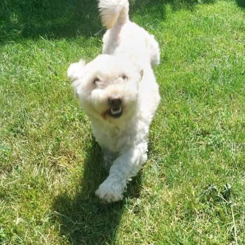#BE2614637 -  Vanili, chien croisé à adopter – AnimalWeb Belgique