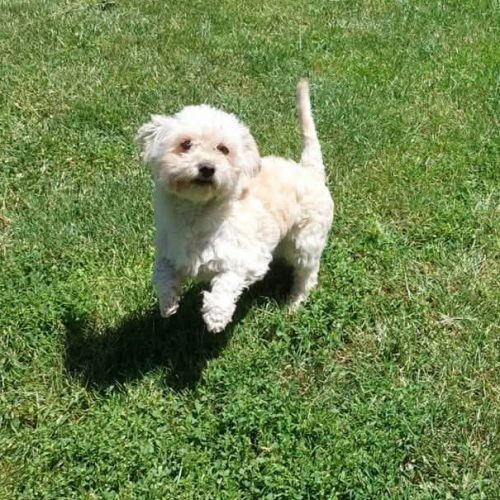 #BE2614638 -  Milli, chien croisé à adopter – AnimalWeb Belgique