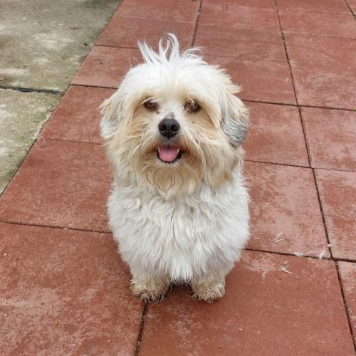 #BE2614639 -  Pufi, chien croisé à adopter – AnimalWeb Belgique