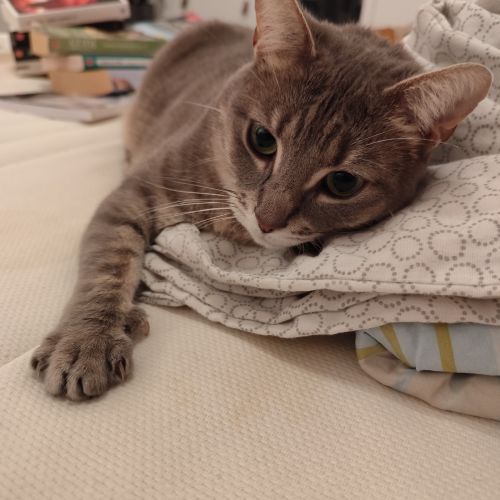 #BE2614640 - Kali, chat perdu à Liège - AnimalWeb Belgique