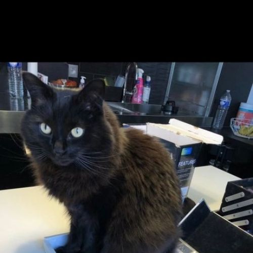 #BE2614641 - Windu, chat perdu à Grandglise - AnimalWeb Belgique