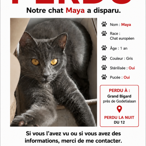 #BE2614642 - Maya, chat perdu à Grand-Bigard - AnimalWeb Belgique #BE2614642 - Maya, chat perdu à Grand-Bigard - AnimalWeb Belgique