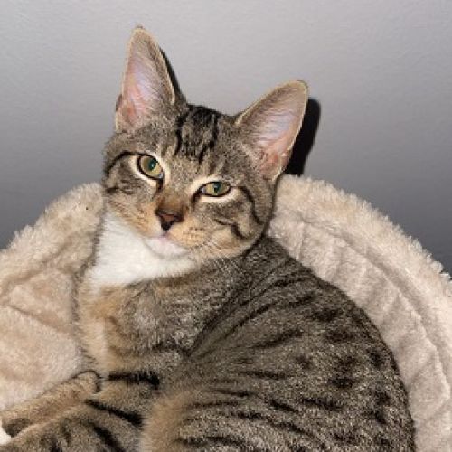 #BE2614643 - Guapo, chat perdu à Vilvoorde - AnimalWeb Belgique