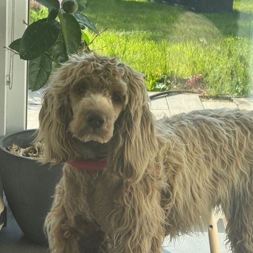 Chien perdu