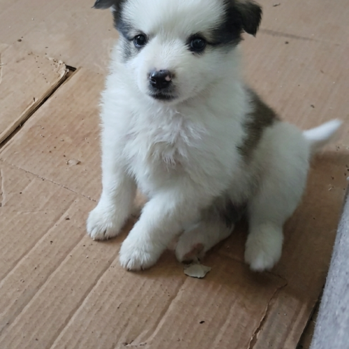 #BE2614645 - Sweety, chien croisé à adopter – AnimalWeb Belgique #BE2614645 - Sweety, chien croisé à adopter – AnimalWeb Belgique