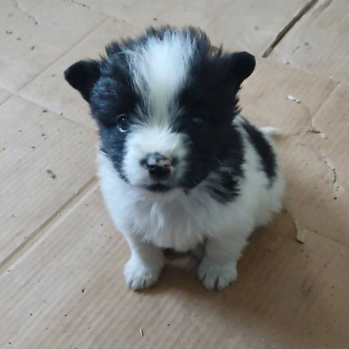 #BE2614646 - Benjy, chien croisé à adopter – AnimalWeb Belgique #BE2614646 - Benjy, chien croisé à adopter – AnimalWeb Belgique