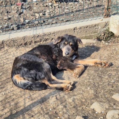 #BE2614647 - Pimprenelle, chien croisé à adopter – AnimalWeb Belgique #BE2614647 - Pimprenelle, chien croisé à adopter – AnimalWeb Belgique