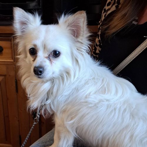 #BE2614648 - Chien à Adopter #BE2614648 - Chien à Adopter